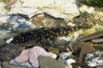 Lithoxus sp LDA 66