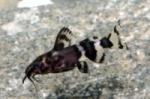Synodontis sp Kongo