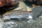 Rhabdalestes septemtrionalis