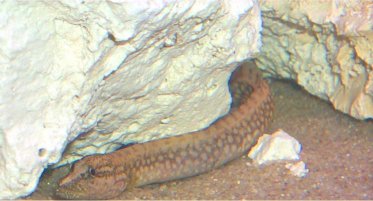 Mastacembelus moori