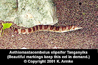 Aethiomastacembelus elipsifer
