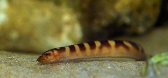 Caecomastacembelus plagiostomus